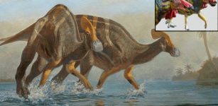 New Gigantic Dinosaur Species Emitting Loud Sounds Identified By Mexican Paleontologists