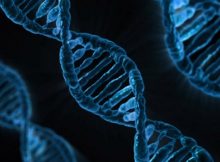 Human Cells Can Write RNA Sequences Into DNA - New Discovery