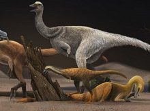 Painting: Artistic reconstruction of four representative alvarezsauroids, Haplocheirus sollers (left), Patagonykus puertai (upper middle), Linhenykus monodactylus (lower middle) and Bannykus wulatensis (lower right), illustrating the body size and dieting change in alvarezsauroid dinosaurs.