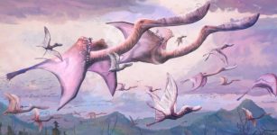 Newly-Hatched Pterosaurs May Have Been Able To Fly