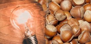 Turning Hazelnut Shells Into Potential Renewable Energy Source