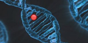 Genes Can Respond To Coded Information In Signals - Or Filter Them Out Entirely