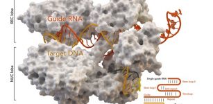 Researchers Develop An Engineered 'Mini' CRISPR Genome Editing System