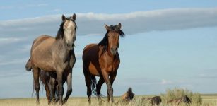 Milk Enabled Massive Steppe Migration - A New Study