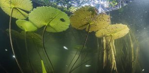 Hidden Mangrove Forest In The Yucatan Peninsula Reveals Ancient Sea Levels