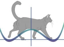 Schrödinger's cat illustrates the paradox of superposition. In this scenario, a cat was placed in a closed box with a flask of poison. After a while, the cat could be considered simultaneously alive and dead. In analogy to quantum mechanics, this refers to a quantum particle simultaneously being in the two wells. If someone were to open the box fully, they would find out whether the cat is either alive or dead, so the rules of the ordinary, classical world would resume. However, if one were to open the box just a little, they might see just a small part of the cat, perhaps the tail, and if they were to see the tail twitch, they might assume, without certainty, that the cat was still alive. This refers to the weak measurements that the machine was giving the researchers as data points. Credit: Okinawa Institute of Science and Technology