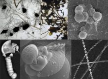 Composite image showing some of the types of fossil-like specimens created by chemical reactions that could be found on Mars. Credit: Sean McMahon, Julie Cosmidis and Joti Rouillard