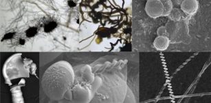 Composite image showing some of the types of fossil-like specimens created by chemical reactions that could be found on Mars. Credit: Sean McMahon, Julie Cosmidis and Joti Rouillard