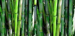 Bamboo Fibres Offer Strong, 'Green' Manufacturing Alternative