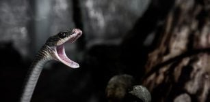 Controversial Four-Legged 'Snake' Is A Different Ancient Animal - Scientists Discovered