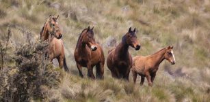 Ancient Knowledge About Horse Taming Is Rewriting Our Picture Of The Past