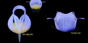 Engineering researchers from North Carolina State University have demonstrated a new type of flexible, robotic grippers that are able to lift delicate egg yolks without breaking them, and that are precise enough to lift a human hair. Credit: Jie Yin, North Carolina State University