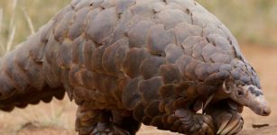 Surprising Fossil Points To New Species Of Pangolin In Europe