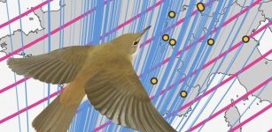 Magnetic Navigation: Songbirds Use The Earth's Magnetic Field As A Stop Sign During Migration