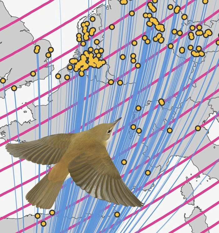 Magnetic Navigation: Songbirds Use The Earth's Magnetic Field As A Stop Sign During Migration