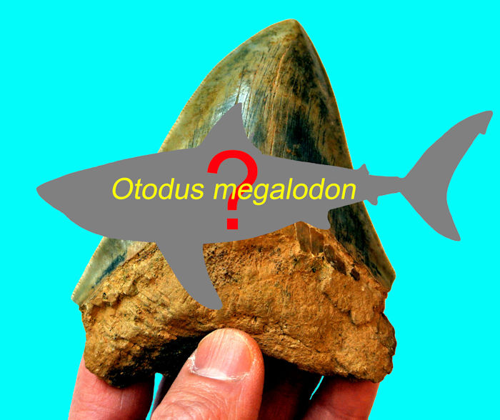 New Research Bites Holes Into Theories About Megalodons