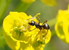 Deciphering Behavior Algorithms Used By Ants And The Internet