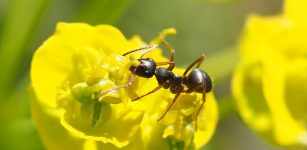 Deciphering Behavior Algorithms Used By Ants And The Internet