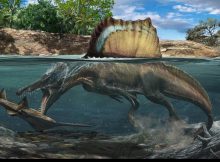 Spinosaurus Could Hunt Underwater Thanks To Dense Bones