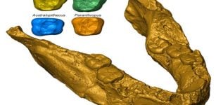 Fossil Tooth Analysis Sheds More Light On Earliest Humans From Southern Africa