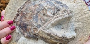 183-Million-Year-Old Fossils: Jurassic Marine World In A Farmer’s Field