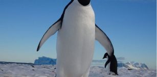 Study Reveals 60 Million Years Of Penguin Evolution