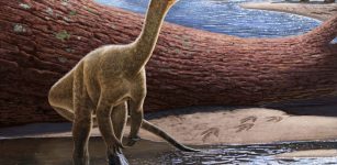 Discovery And Naming Of Africa's Oldest Known Dinosaur