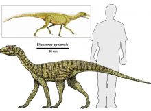 Shaking The Dinosaur Family Tree: How Did ‘Bird-Hipped’ Dinosaurs Evolve?