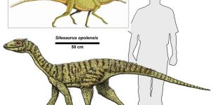 Shaking The Dinosaur Family Tree: How Did ‘Bird-Hipped’ Dinosaurs Evolve?
