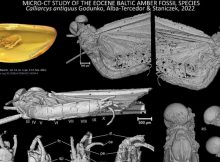 Unknown Insect Genus Trapped In Amber For Over 35 Million Years - New Discovery