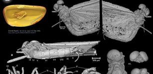 Unknown Insect Genus Trapped In Amber For Over 35 Million Years - New Discovery