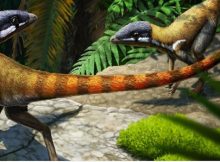 Triassic Specimen Found To Be Early Relative Of Pterosaurs A Century After Its Discovery