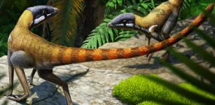 Triassic Specimen Found To Be Early Relative Of Pterosaurs A Century After Its Discovery