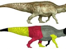 Dinosaur 'Mummies' Might Not Be As Unusual As We Think