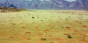 Secrets Of Namibia's Fairy Circles Solved - Self-Organizing Plants Are The Creators - New Theory