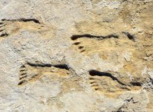 There Is A Problem With Footprints Claimed As Evidence Of Ice Age Humans In North America - Scientists Say