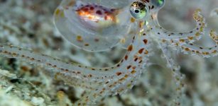 Octopuses have complex “camera” eyes, as seen here in a juvenile animal. Credit: Nir Friedman