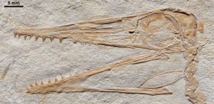 Pterodactylus antiquus, DMA-JP-2014/004, from the Upper Jurassic (Kimmeridgian) Torleite Formation of Painten; detail photograph of the skull. Credit: Augustin et al.
