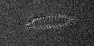 Sonar images reveal the existence of a shipwreck, possibly from the Middle Ages, at the bottom of Norway's largest lake, Mjøsa. (Photo: FFI/NTNU)