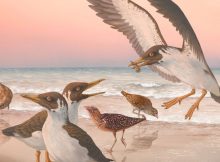 Fossil Overturns More Than A Century Of Knowledge About The Origin Of Modern Birds