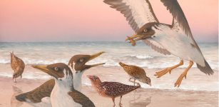 Fossil Overturns More Than A Century Of Knowledge About The Origin Of Modern Birds