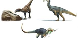 Early dinosaurs and their diets. Lesothosaurus is an omnivore, Buriolestes is a carnivore and Thecodontosaurus is an herbivore. Credit: Gabriel Ugueto