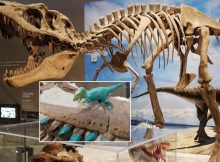 Dinosaur Teeth Reveal What They Didn't Eat - Insight Into Their Eating Habits