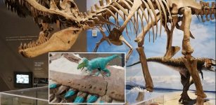 Dinosaur Teeth Reveal What They Didn't Eat - Insight Into Their Eating Habits