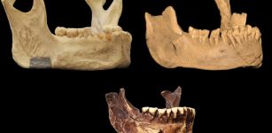 Mysterious Jawbone May Represent Earliest Presence Of Humans In Europe