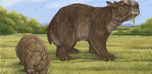 A reconstructed image of Ramsayia, alongside a modern day wombat. Credit: Eleanor Pease