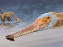 An artist’s impression of Balaenognathus maeuseri. Credit: Megan Jacobs. University of Portsmouth