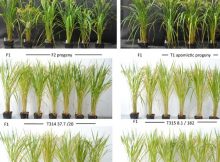 Scientific Success: Rice Breeding Breakthrough To Feed Billions