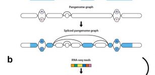 First-Ever Toolkit For RNA Sequencing Analysis Using A ‘Pantranscriptome’ - Produced By Researchers