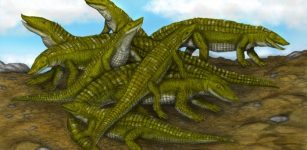 A 150-Year-Old Mystery About Aetosaurs-Reptiles That Died Out About 204 Million Years Ago - Solved